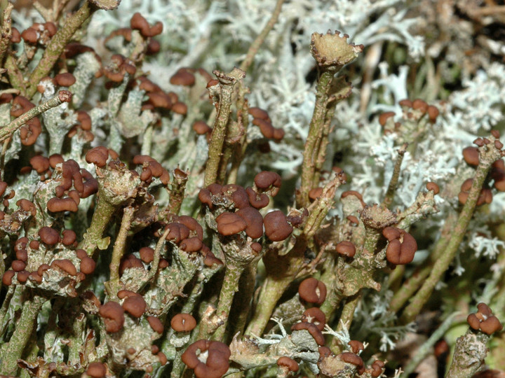 Cladonia gracilis