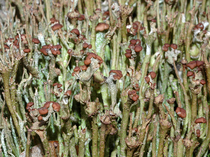 Cladonia gracilis