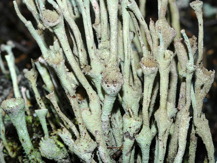 Cladonia cenotea