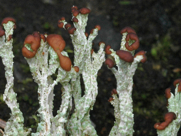 Cladonia cariosa