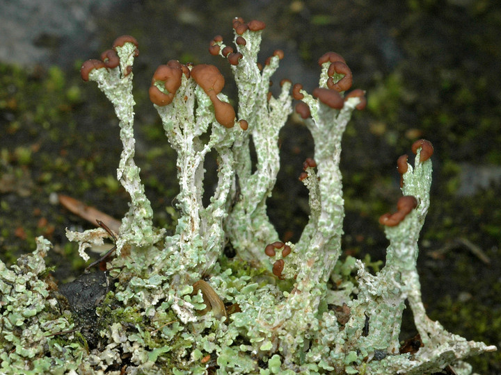 Cladonia cariosa