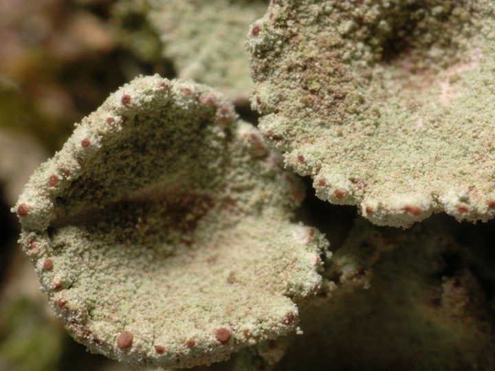 Cladonia fimbriata