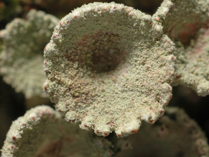 Cladonia fimbriata