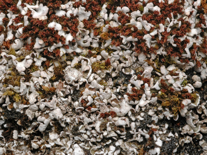 Cladonia symphycarpa