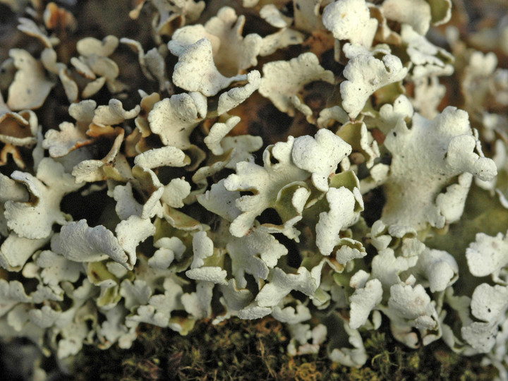 Cladonia convoluta