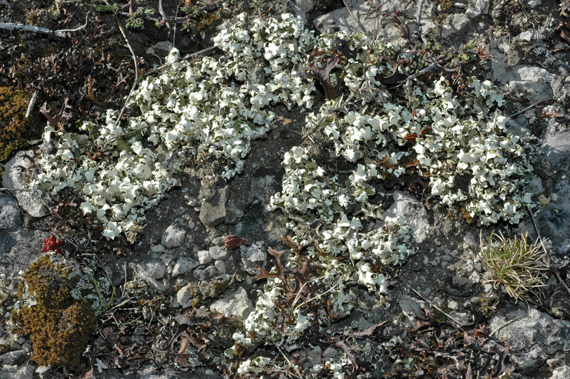 Cladonia convoluta