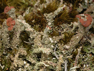 Cladonia macrophylla