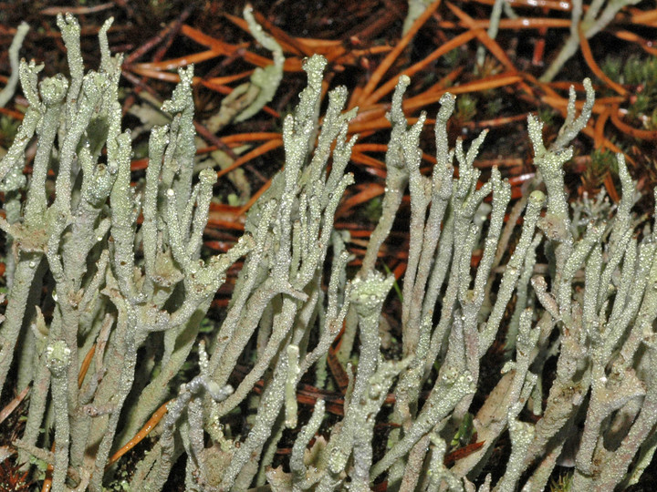 Cladonia subulata