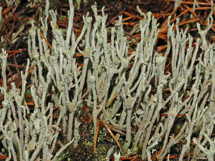 Cladonia subulata