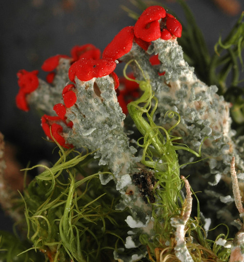 Cladonia bellidiflora