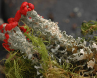 Cladonia bellidiflora