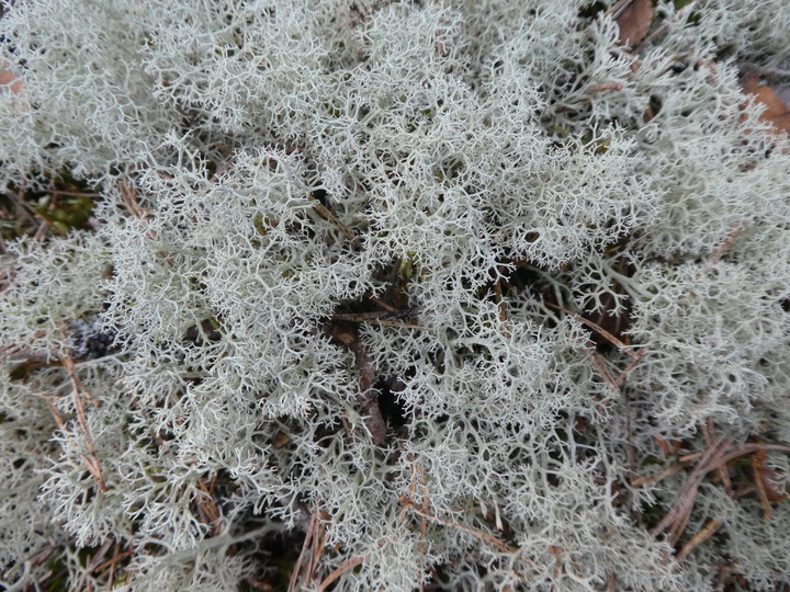 Cladonia portentosa