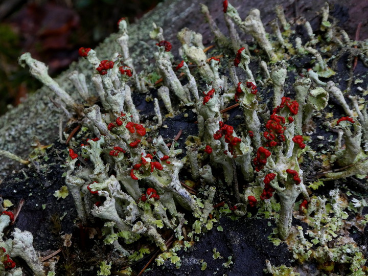 Cladonia coccifera