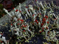 Cladonia coccifera