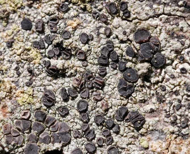 Cliostomum griffithii