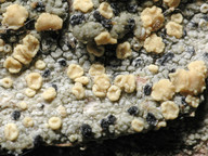 Cliostomum corrugatum