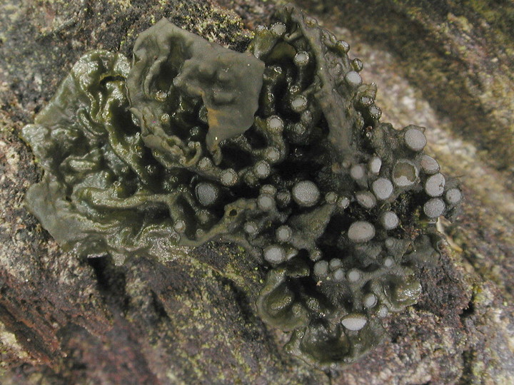 Collema nigrescens