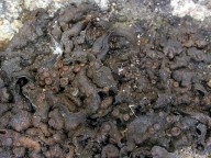 Collema fuscovirens