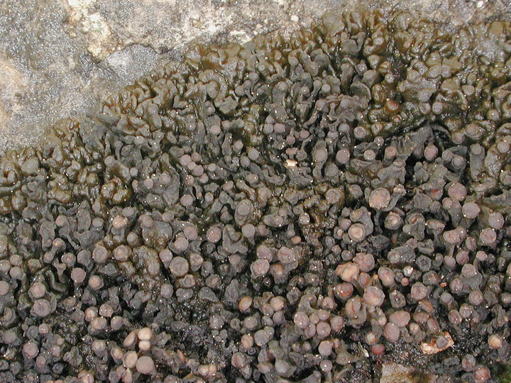 Collema polycarpon