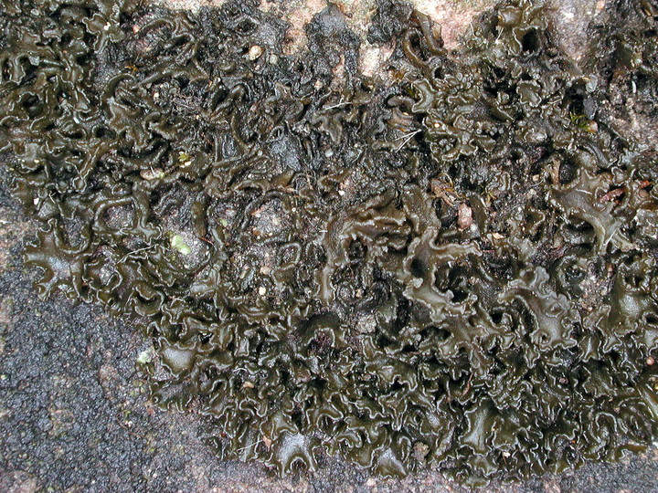 Collema cristatum