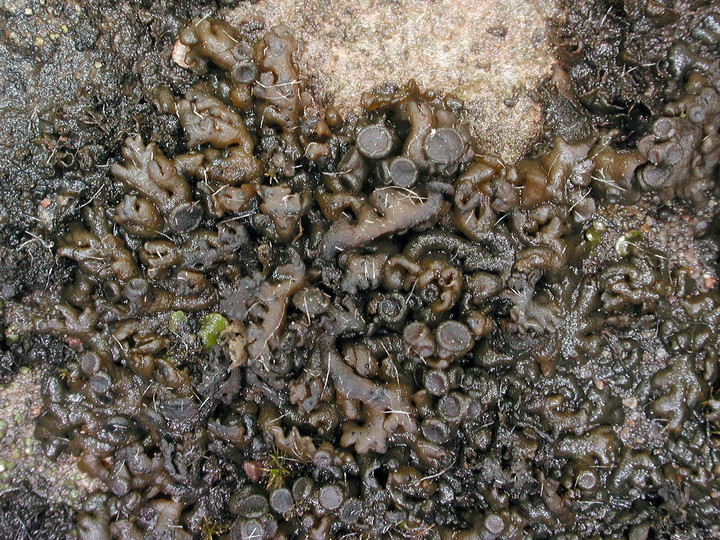 Collema multipartitum