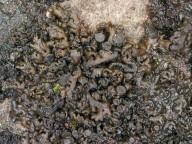 Collema multipartitum