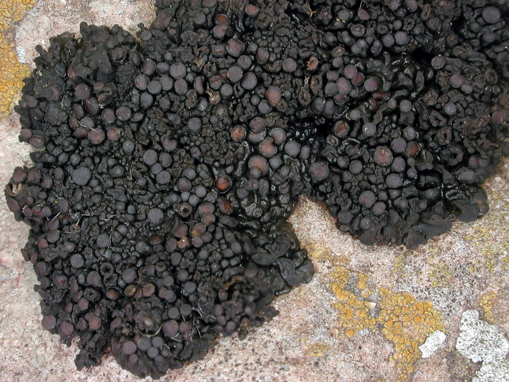 Collema polycarpon