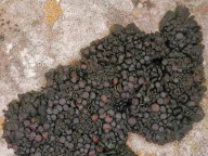 Collema polycarpon