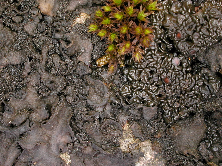 Collema fuscovirens