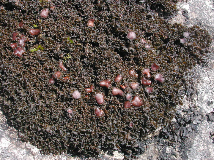 Collema cristatum