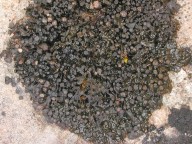 Collema polycarpon