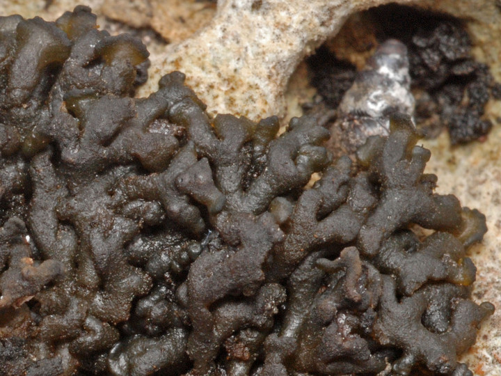 Collema multipartitum