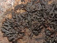 Collema multipartitum