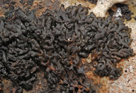 Collema multipartitum