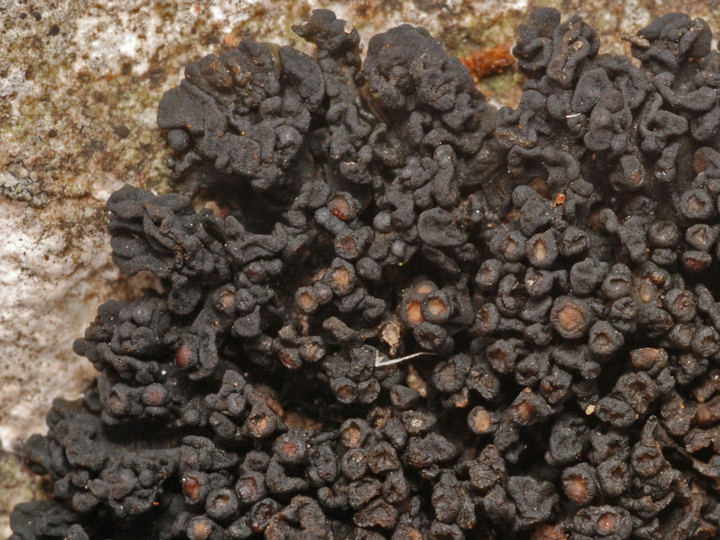 Collema polycarpon