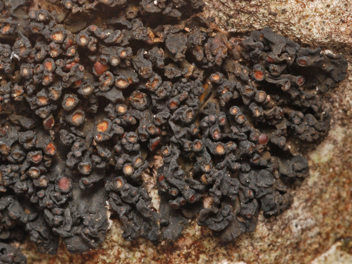 Collema polycarpon