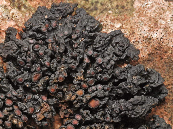 Collema polycarpon