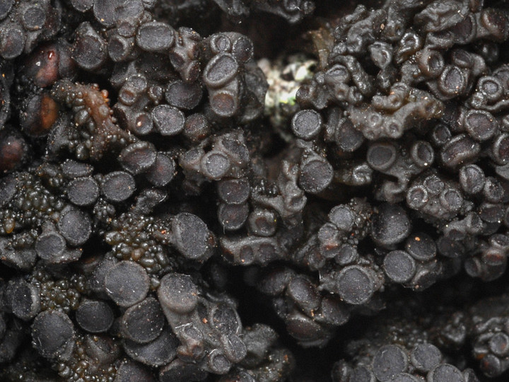 Collema nigrescens