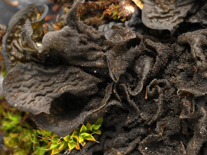 Collema nigrescens