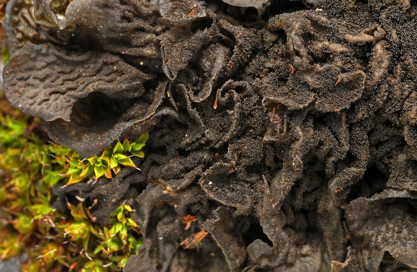 Collema nigrescens