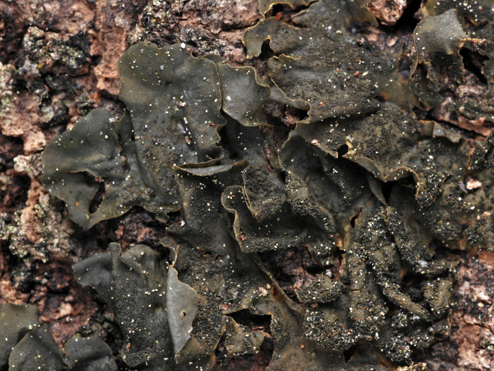 Collema subflaccidum