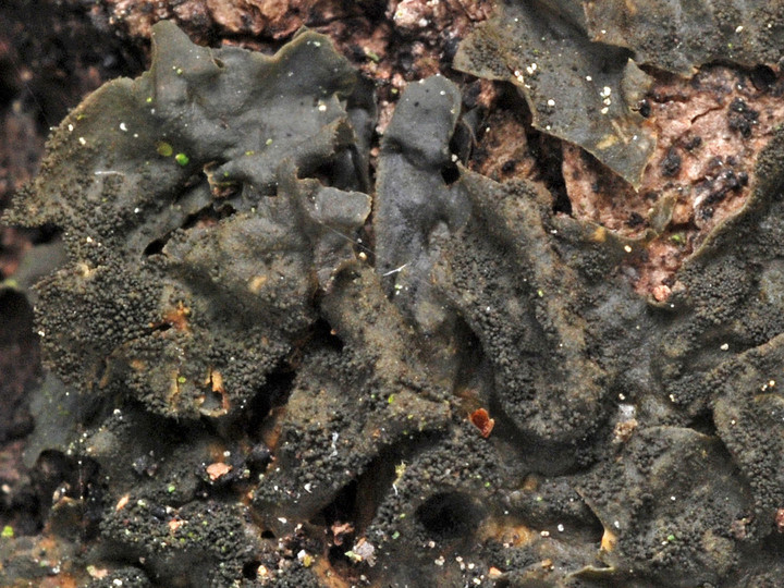 Collema subflaccidum