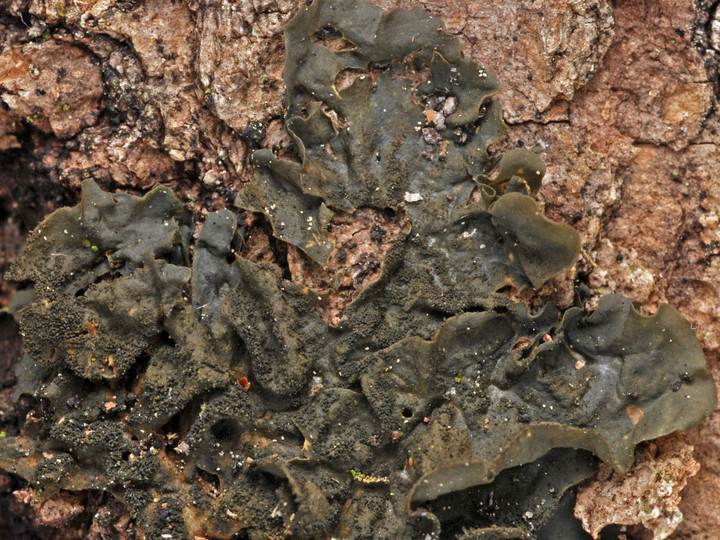 Collema subflaccidum