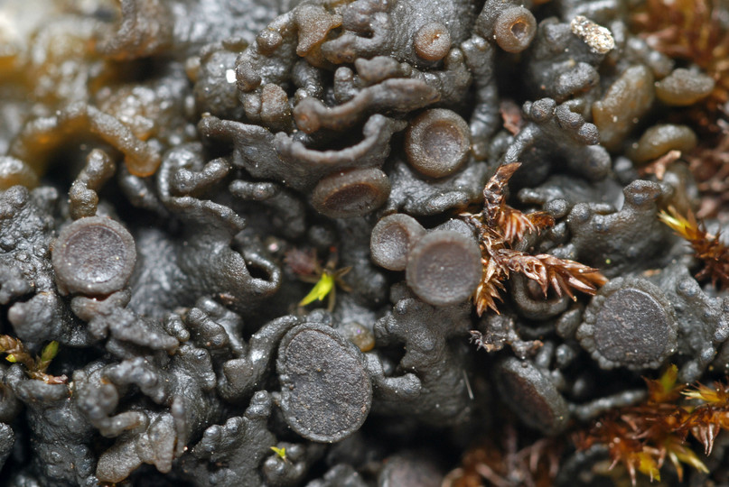 Collema cristatum