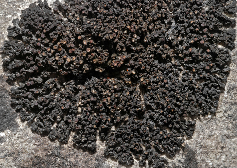 Collema polycarpon