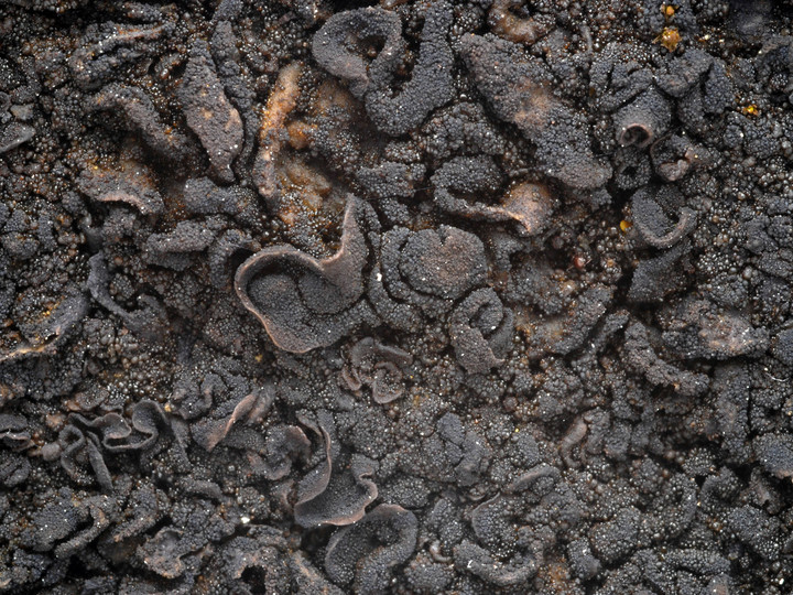 Collema fuscovirens