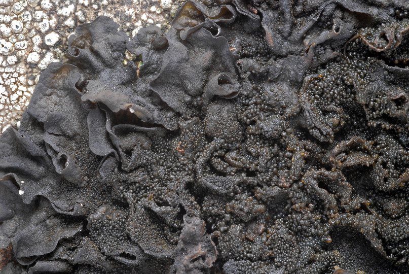 Collema fuscovirens