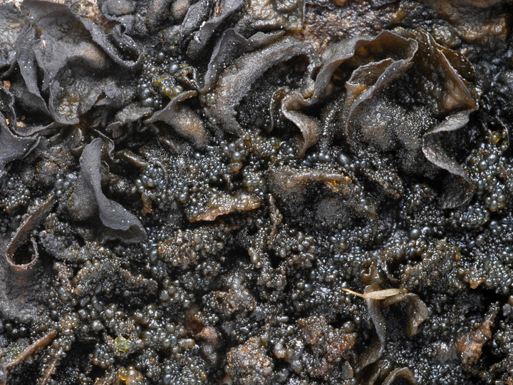 Collema fuscovirens