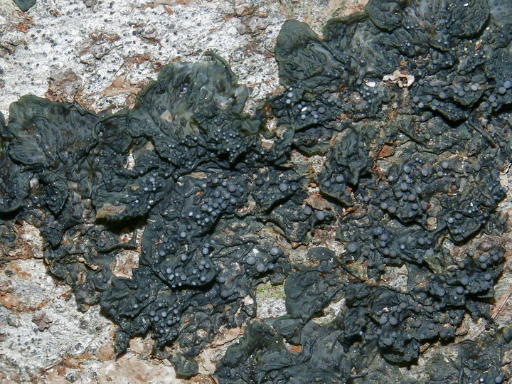 Collema nigrescens