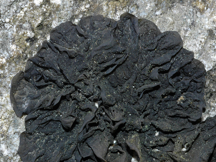 Collema furfuraceum